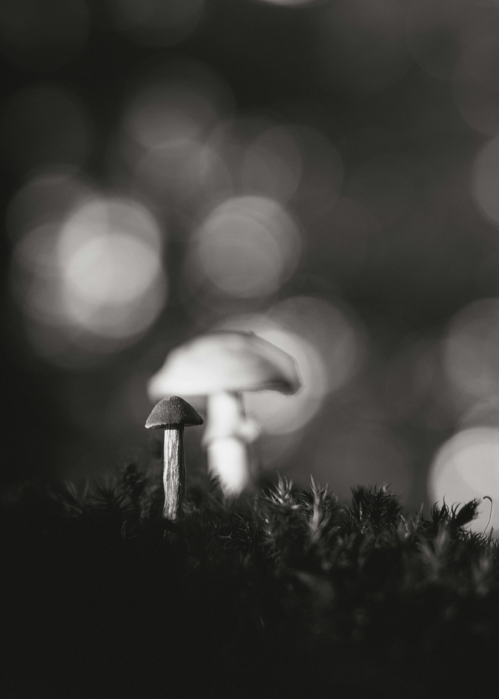 A moody black and white close-up of mushrooms in a natural setting with blurred background.