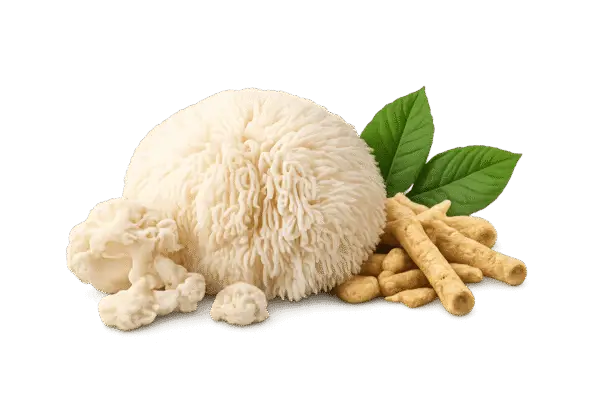 Lion’s Mane et Ashwagandha, illustration existante de FOCUS