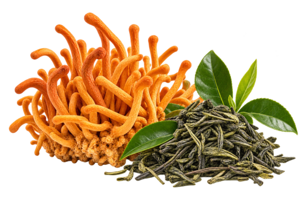 Cordyceps et thé vert, illustration existante d’ÉNERGIE